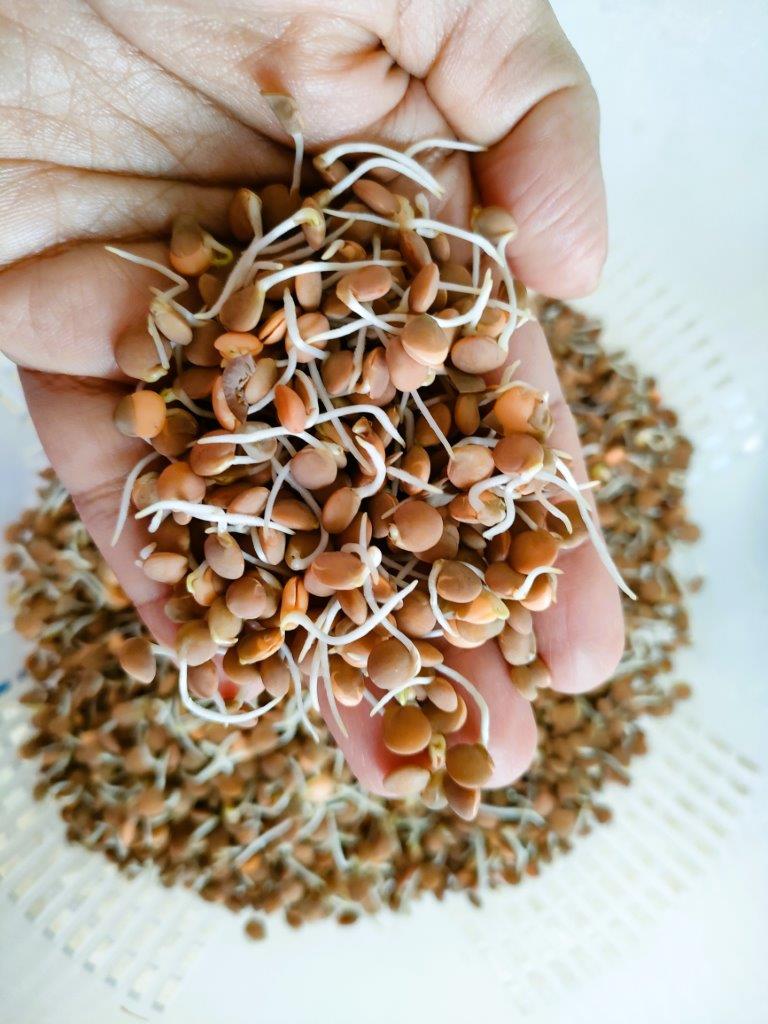 Sprouted Red Lentils