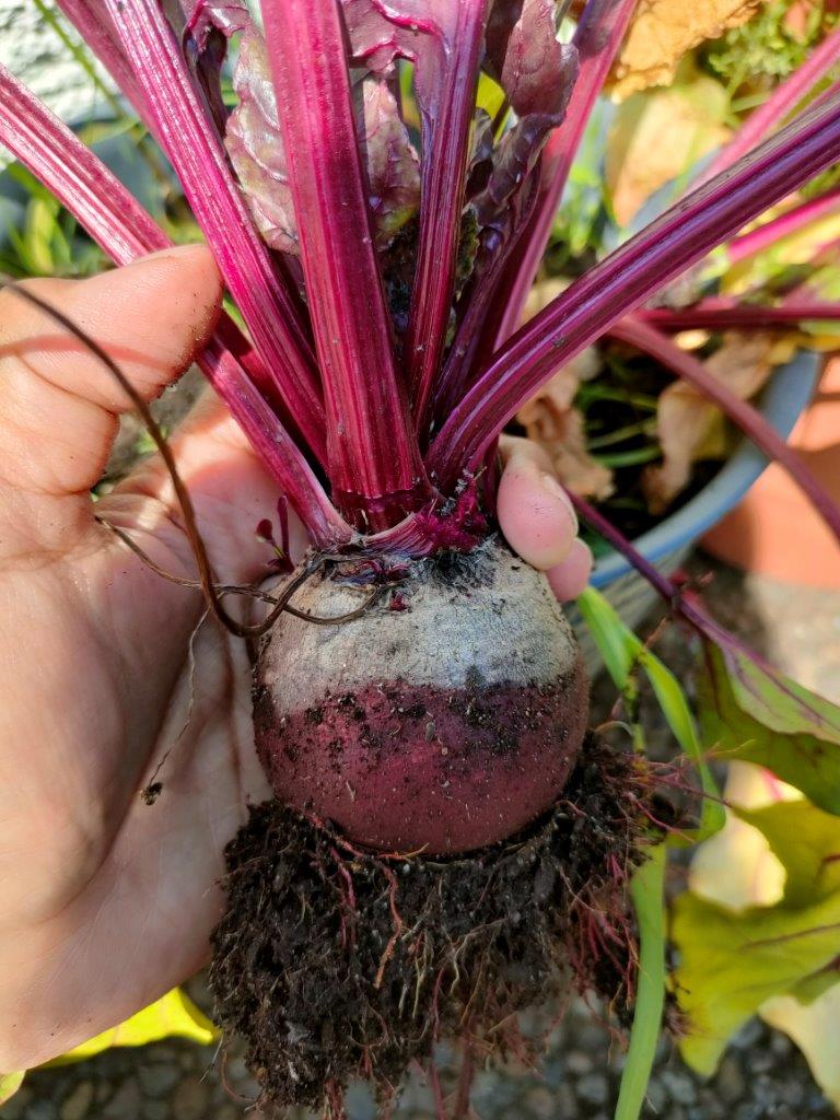 Freshly harvested beetroot